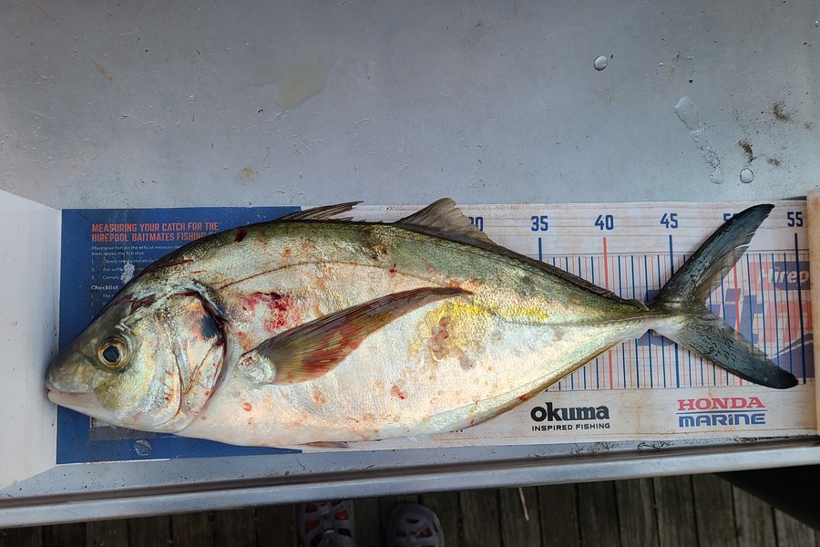 Jordan Boyd caught this 47.5cm Trevally at Wellington during The Export NZ Fishing Competition