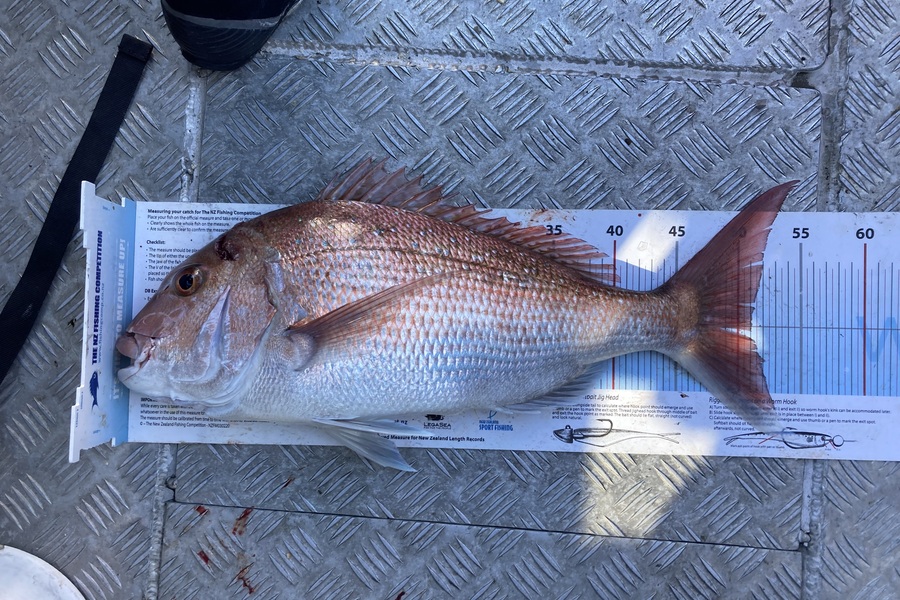 Anthony Murray caught this 51.0cm Snapper at Wellington during The Export NZ Fishing Competition