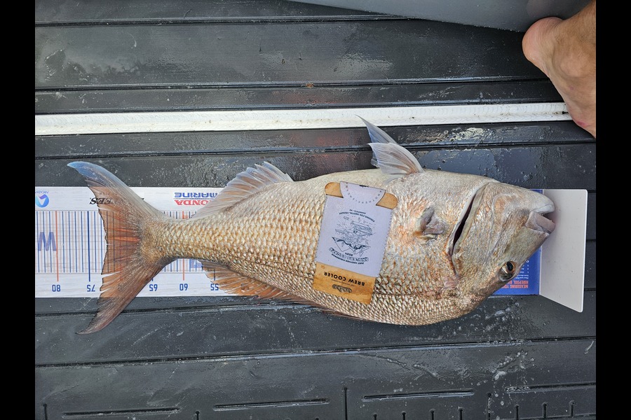 Sam Bray caught this 72.0cm Snapper at Northland during The Export NZ Fishing Competition