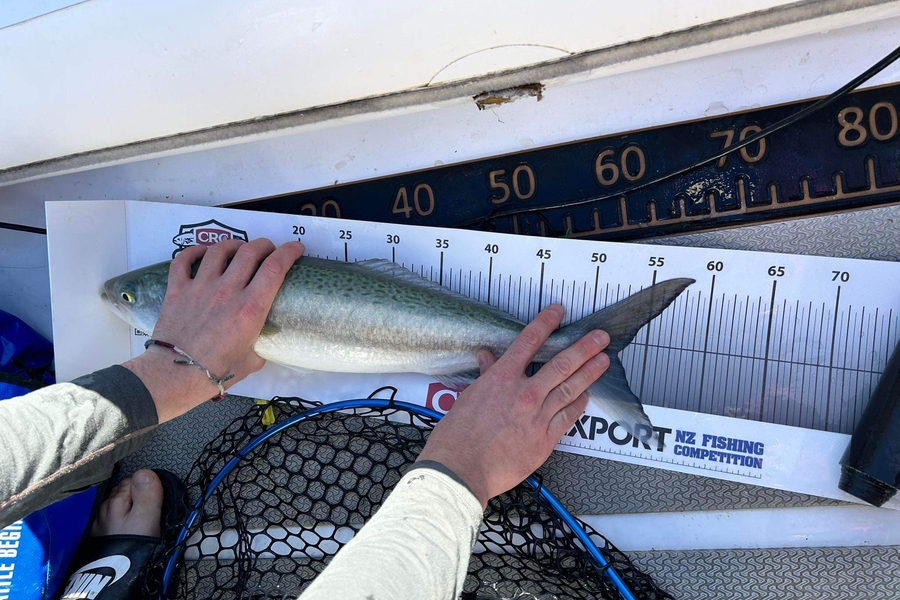 Tom Parkinson caught this 52.5cm Kahawai at Auckland during The Export NZ Fishing Competition
