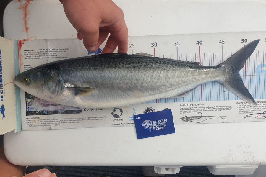 Hannah Dell caught this 48.0cm Kahawai at Nelson/Marlborough during The Export NZ Fishing Competition