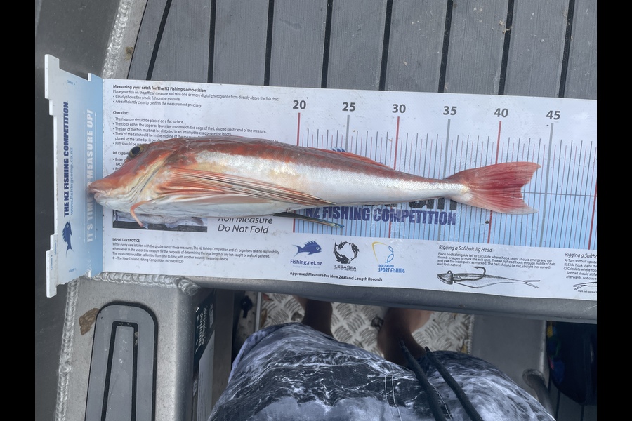 paul jackson caught this 42.5cm Gurnard at Manawatu during The Export NZ Fishing Competition