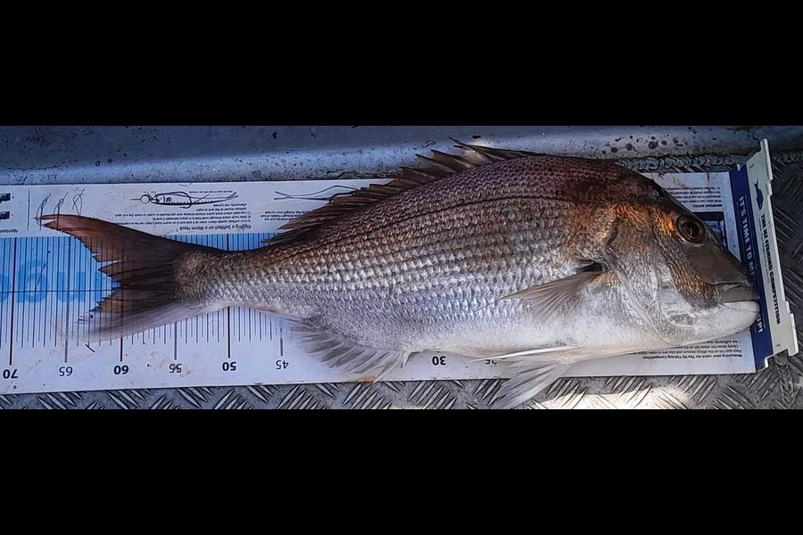 Kaarem Al-Darra caught this 60.0cm Snapper at Waikato during The Export NZ Fishing Competition