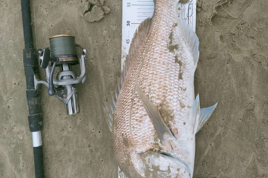 Alec  Saunders caught this 65.0cm Snapper at Northland during The Export NZ Fishing Competition