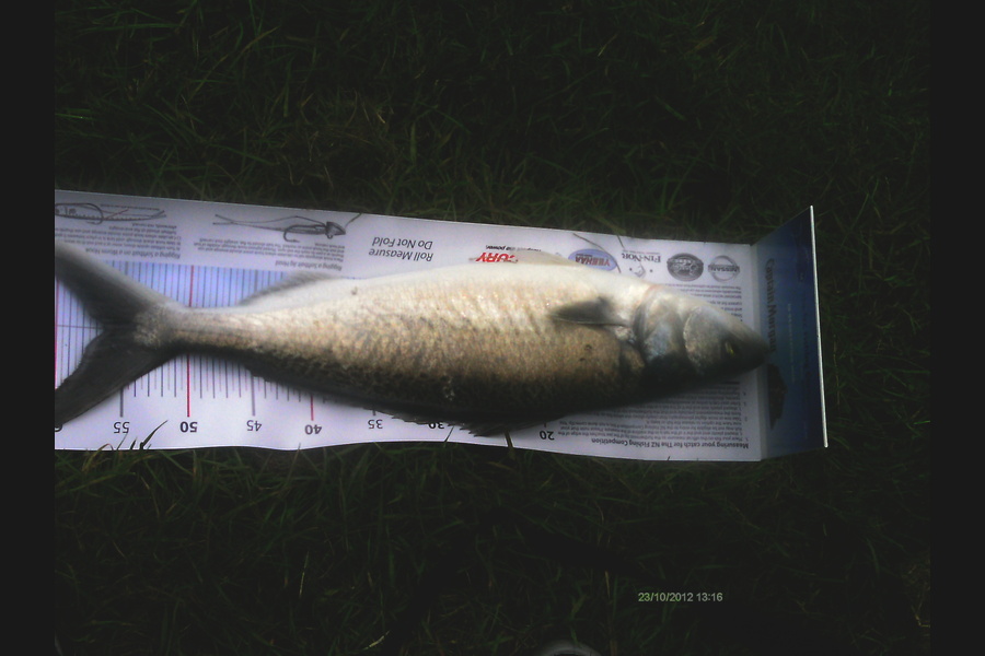 Jeff Holden caught this 56.5cm Kahawai at Delaware Bay Nelson during The Export NZ Fishing Competition