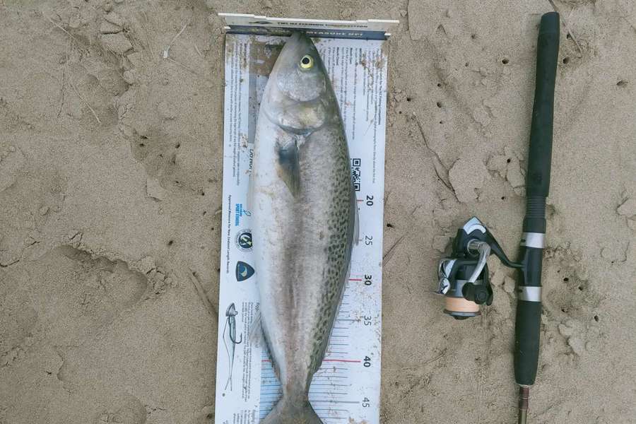 Alec  Saunders caught this 50.0cm Kahawai at Northland during The Export NZ Fishing Competition