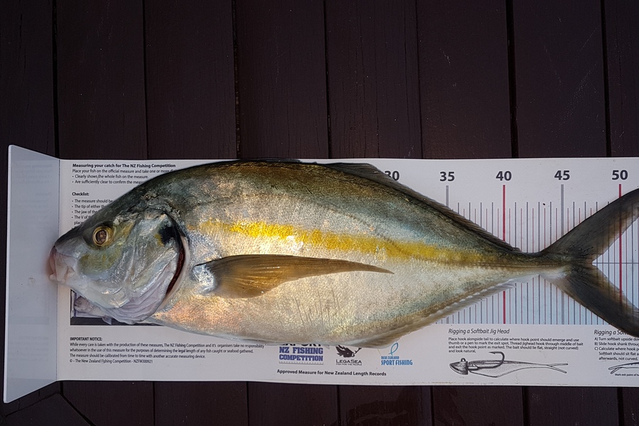 Paul  Alexander caught this 47.5cm Trevally at Northland during The Export NZ Fishing Competition