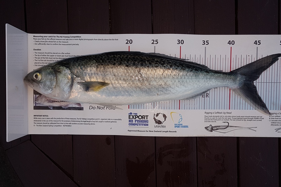 Paul  Alexander caught this 44.5cm Kahawai at Northland during The Export NZ Fishing Competition