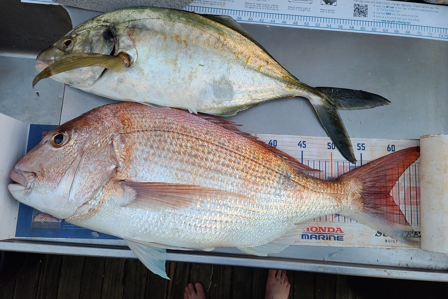 Jordan Boyd caught this 59.5cm Snapper at Wellington during The Export NZ Fishing Competition