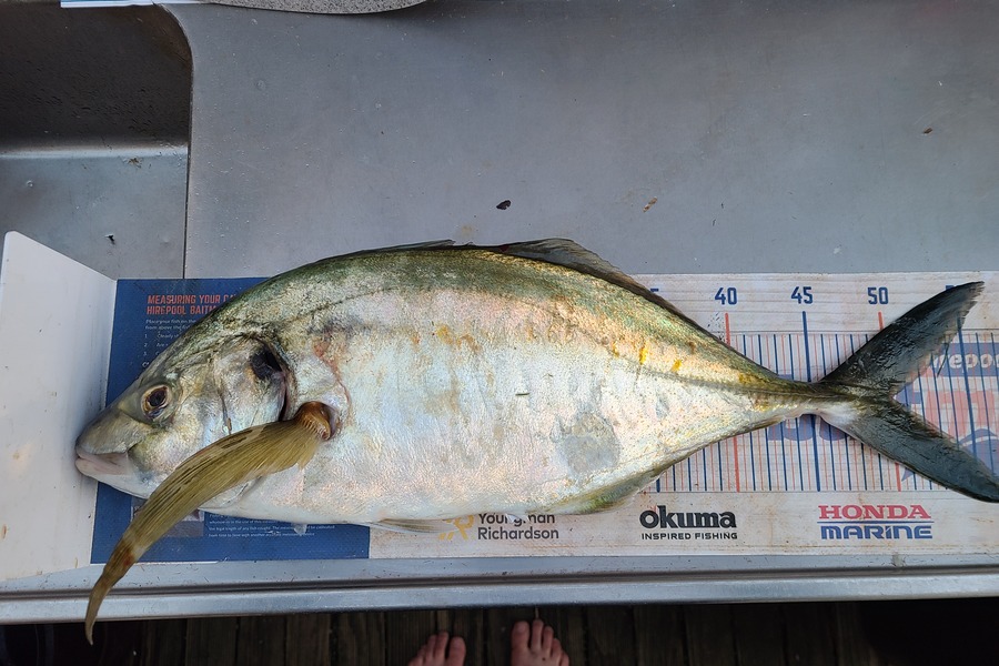 Jordan Boyd caught this 50.0cm Trevally at Wellington during The Export NZ Fishing Competition