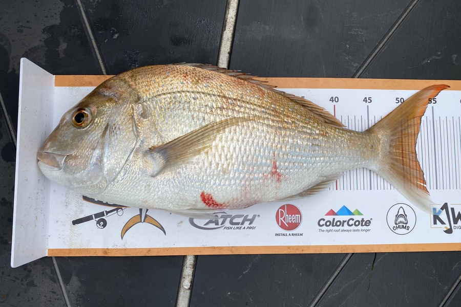 Ben Subritzky  caught this 52.0cm Snapper at Auckland during The Export NZ Fishing Competition