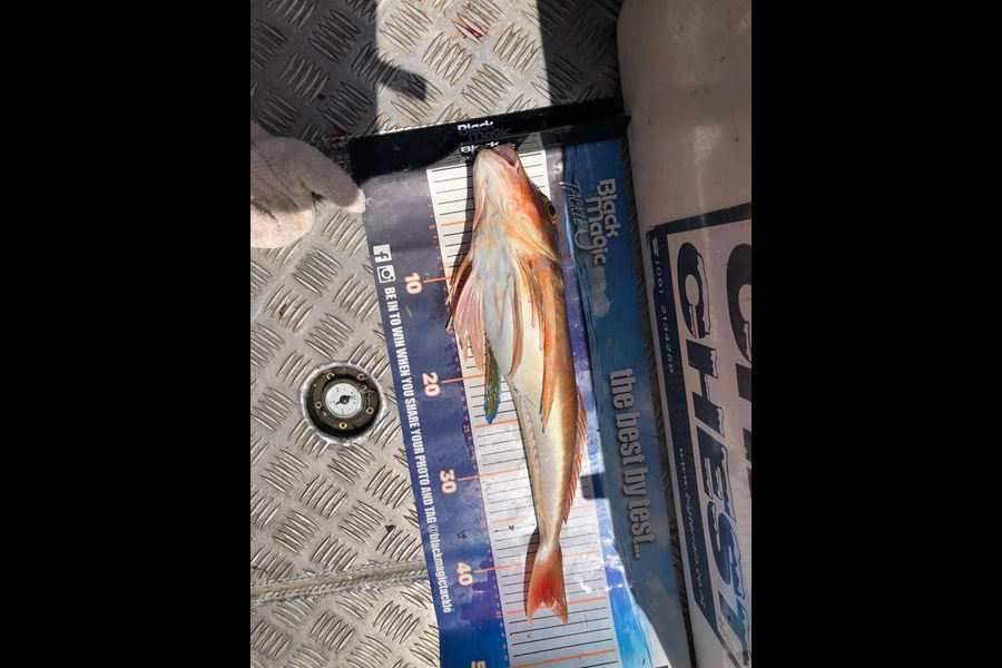 Rachel Shields caught this 44.0cm Gurnard at Northland during The Export NZ Fishing Competition