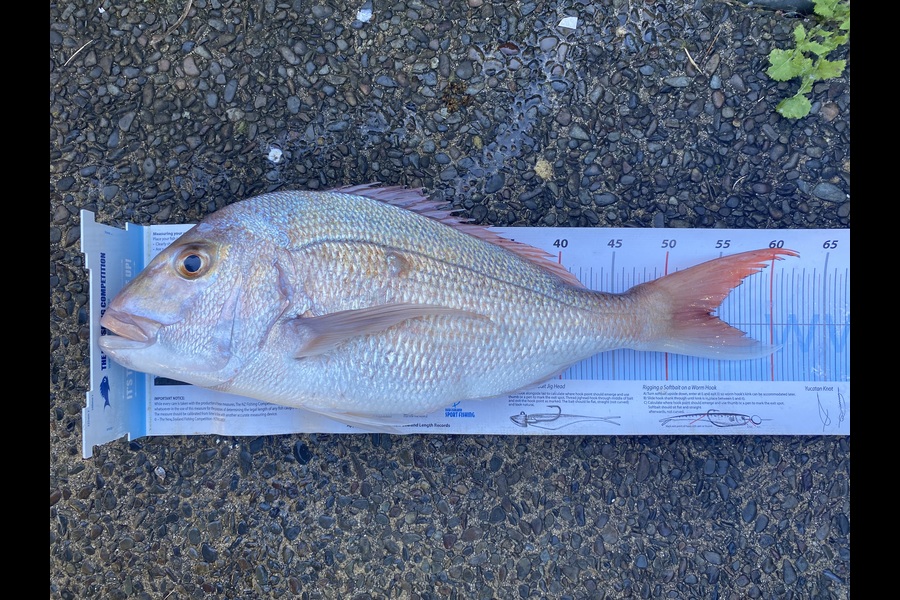 Ben Warner caught this 54cm Snapper at Coromandel during The Export NZ Fishing Competition