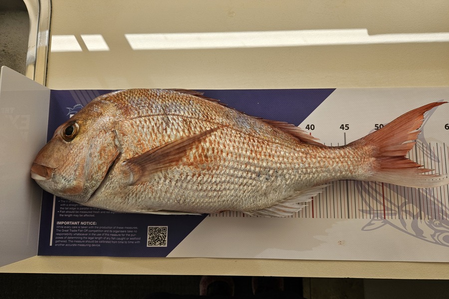 John Hickey caught this 53.0cm Snapper at Auckland during The Export NZ Fishing Competition
