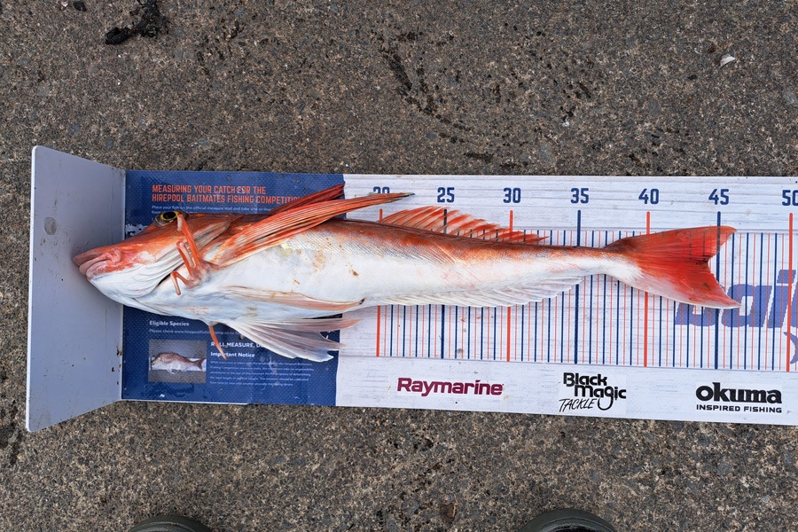 Harry Kovacs caught this 44.0cm Gurnard at Wellington during The Export NZ Fishing Competition
