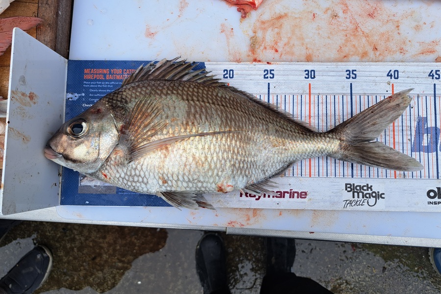 Harry Kovacs caught this 37.0cm Tarakihi at Wellington during The Export NZ Fishing Competition
