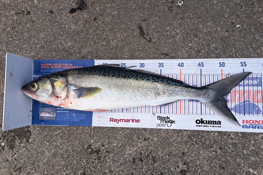 Harry Kovacs caught this 50.0cm Kahawai at Wellington during The Export NZ Fishing Competition