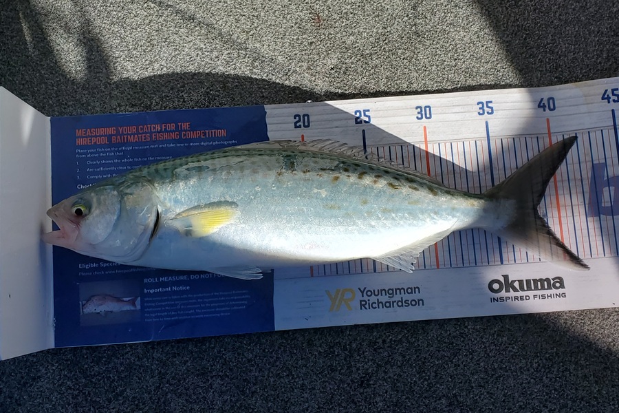 Simon Roberts caught this 38.0cm Kahawai at Auckland during The Export NZ Fishing Competition