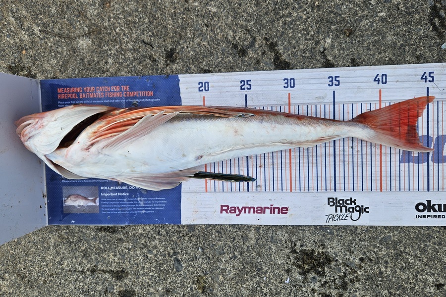 David Kovacs caught this 43.5cm Gurnard at Wellington during The Export NZ Fishing Competition