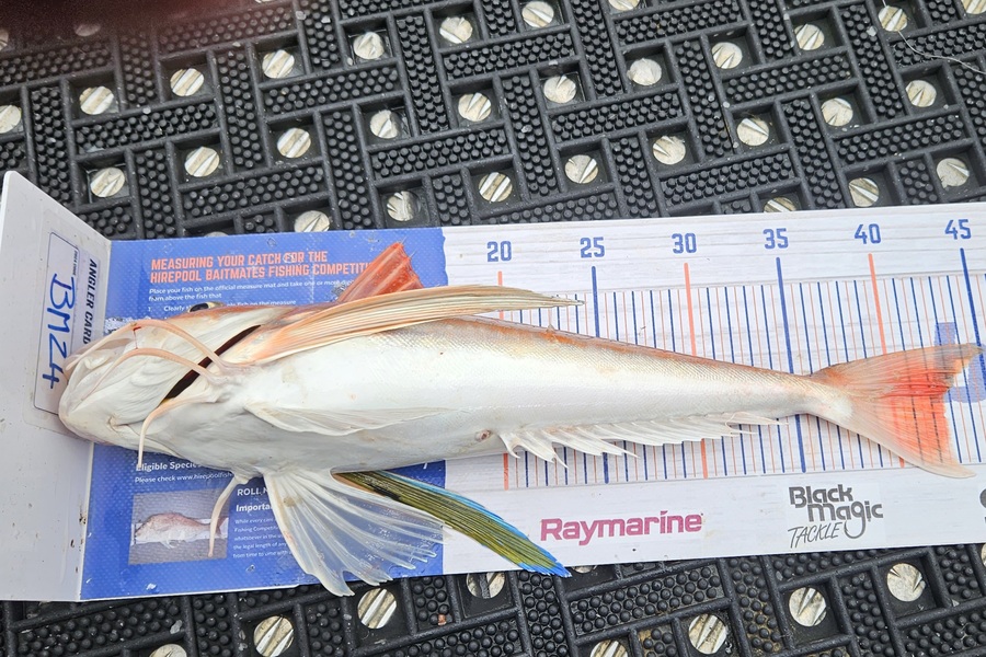 David Kovacs caught this 42.5cm Gurnard at Wellington during The Export NZ Fishing Competition