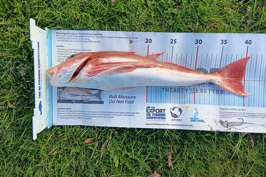 Richard Cash caught this 39.5cm Gurnard at Manawatu during The Export NZ Fishing Competition