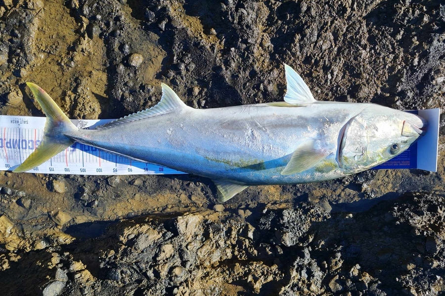 Paul White caught this 117.5cm Kingfish at East Cape during The Export NZ Fishing Competition