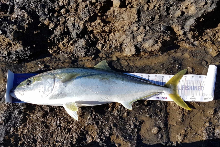Carlana White caught this 104.5cm Kingfish at East Cape during The Export NZ Fishing Competition