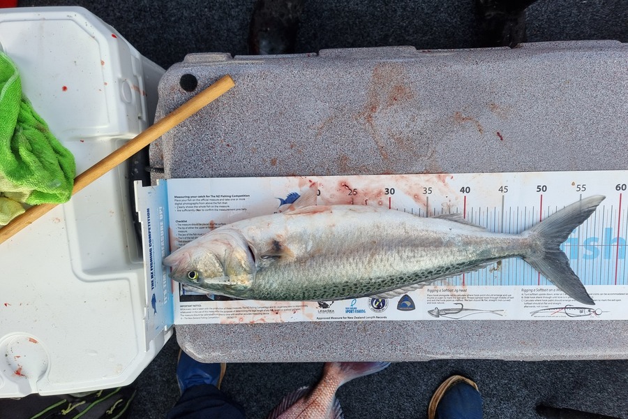 Peter McComish caught this 52.5cm Kahawai at Coromandel during The Export NZ Fishing Competition