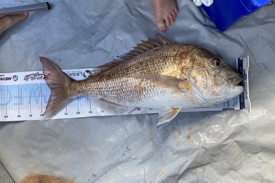 Tim Lawrence caught this 76.0cm Snapper at Northland during The Export NZ Fishing Competition