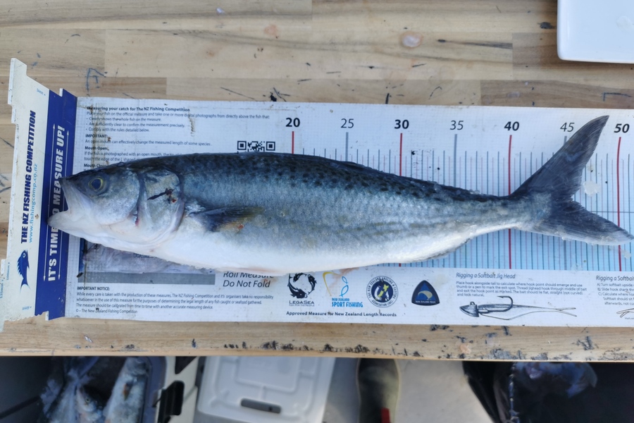 Jordan Smith caught this 45.5cm Kahawai at Auckland during The Export NZ Fishing Competition