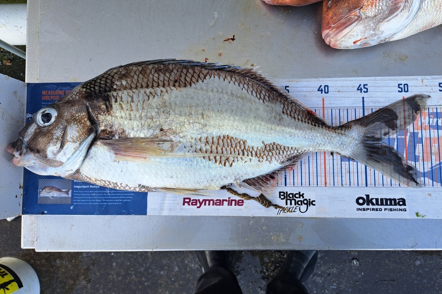 Harry Kovacs caught this 47.0cm Tarakihi at Wellington during The Export NZ Fishing Competition