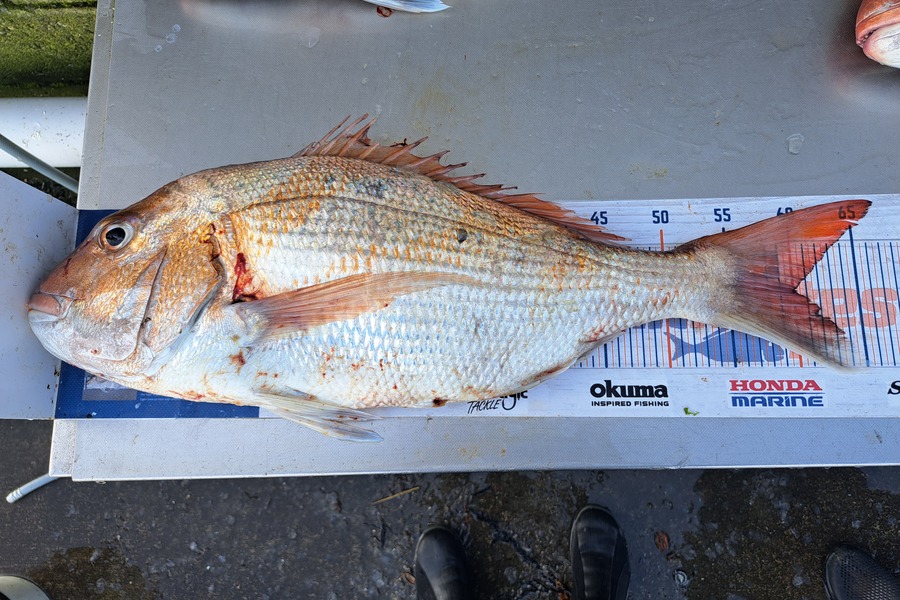 Harry Kovacs caught this 60.0cm Snapper at Wellington during The Export NZ Fishing Competition