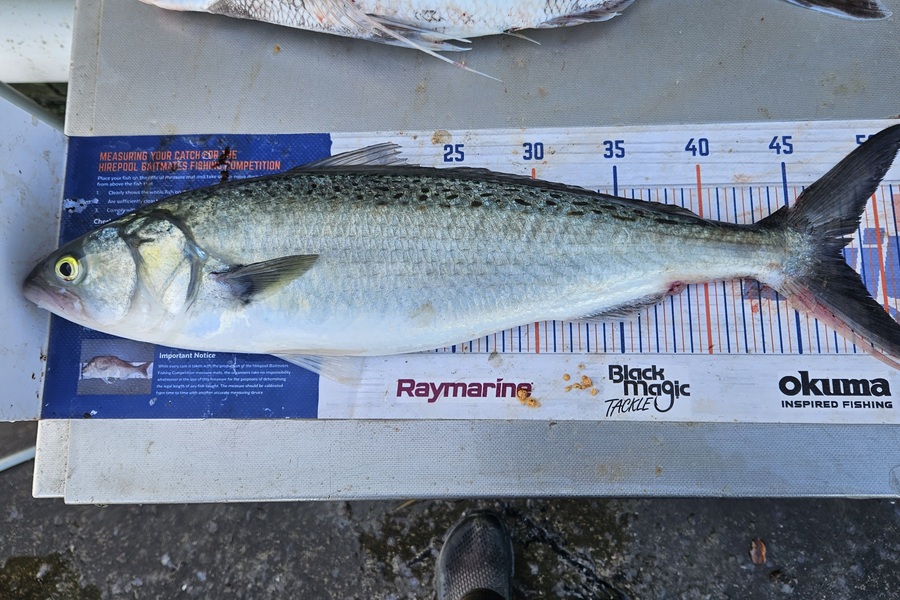 David Kovacs caught this 48.0cm Kahawai at Wellington during The Export NZ Fishing Competition