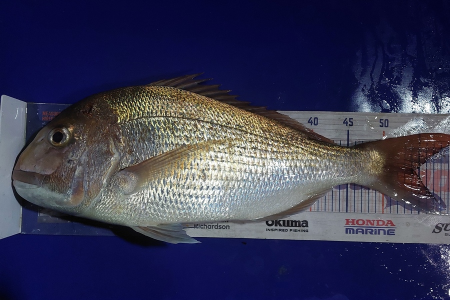 Barry  Howard caught this 54.0cm Snapper at Auckland during The Export NZ Fishing Competition