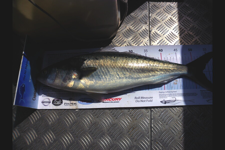 Allan Halvorson caught this 53.0cm Kahawai at Whangarei - Bream Rock during The Export NZ Fishing Competition