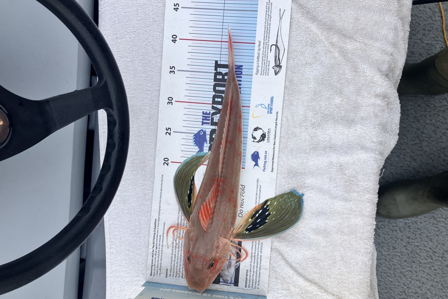 Tim  Kolk caught this 40.0cm Gurnard at Nelson/Marlborough during The Export NZ Fishing Competition