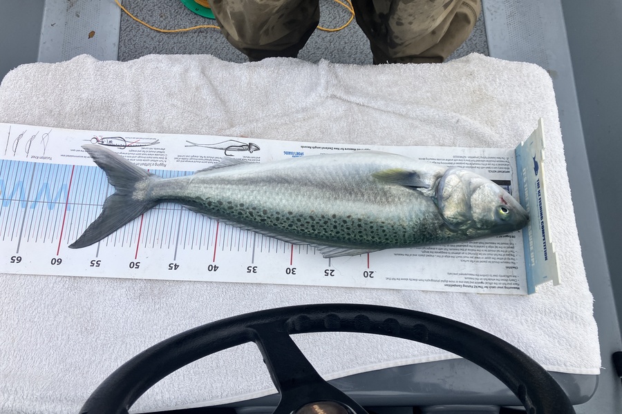 Tim  Kolk caught this 53.5cm Kahawai at Nelson/Marlborough during The Export NZ Fishing Competition
