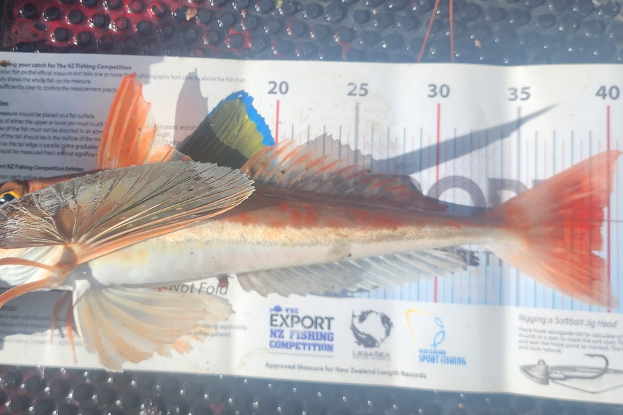Dan Hunia caught this 39.5cm Gurnard at Taranaki during The Export NZ Fishing Competition