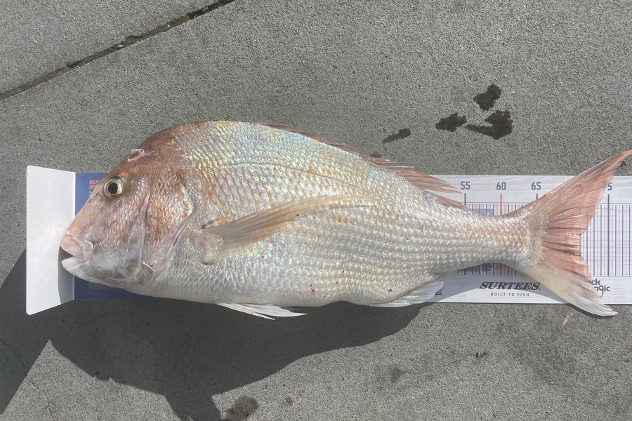 Regan George caught this 71.0cm Snapper at Taranaki during The Export NZ Fishing Competition
