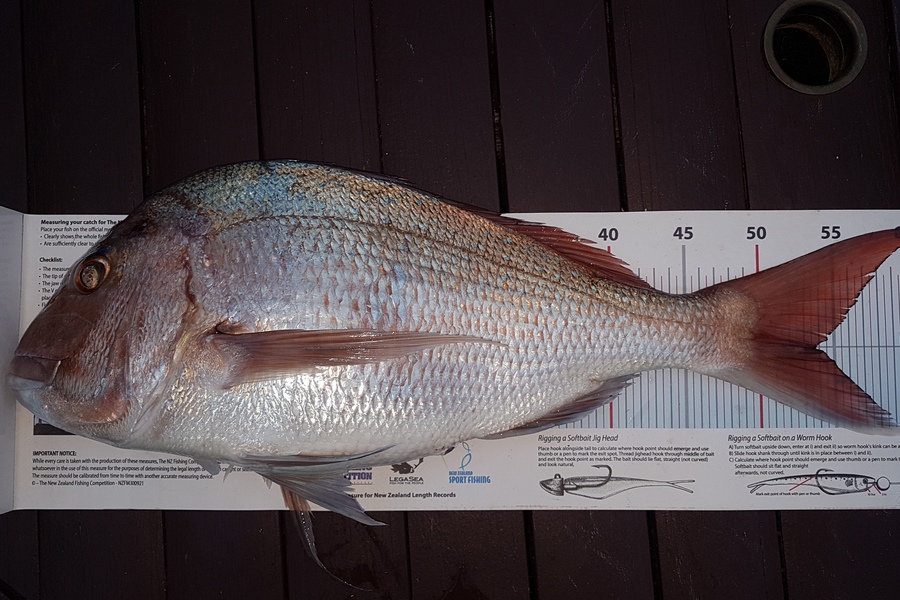 Paul  Alexander caught this 53.5cm Snapper at Northland during The Export NZ Fishing Competition