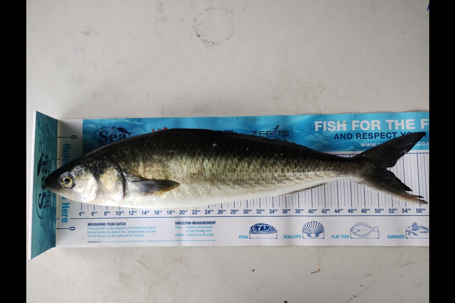 Kaarem Al-Darra caught this 51.0cm Kahawai at Auckland during The Export NZ Fishing Competition
