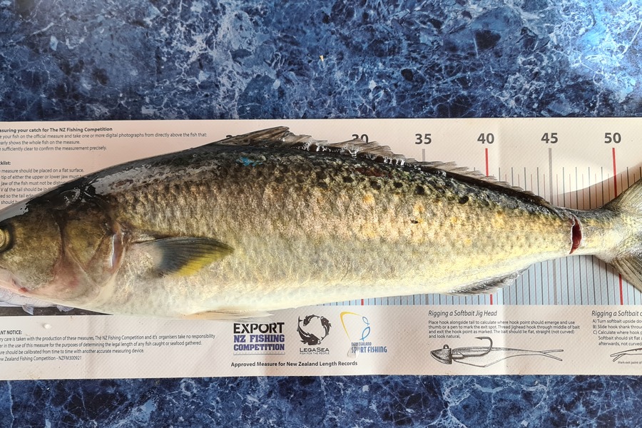 KJ Thomas caught this 53cm Kahawai at Northland during The Export NZ Fishing Competition