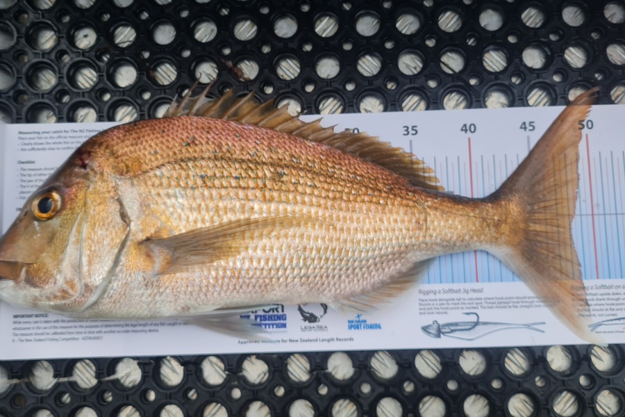 Dave Seymour caught this 48.0cm Snapper at Northland during The Export NZ Fishing Competition