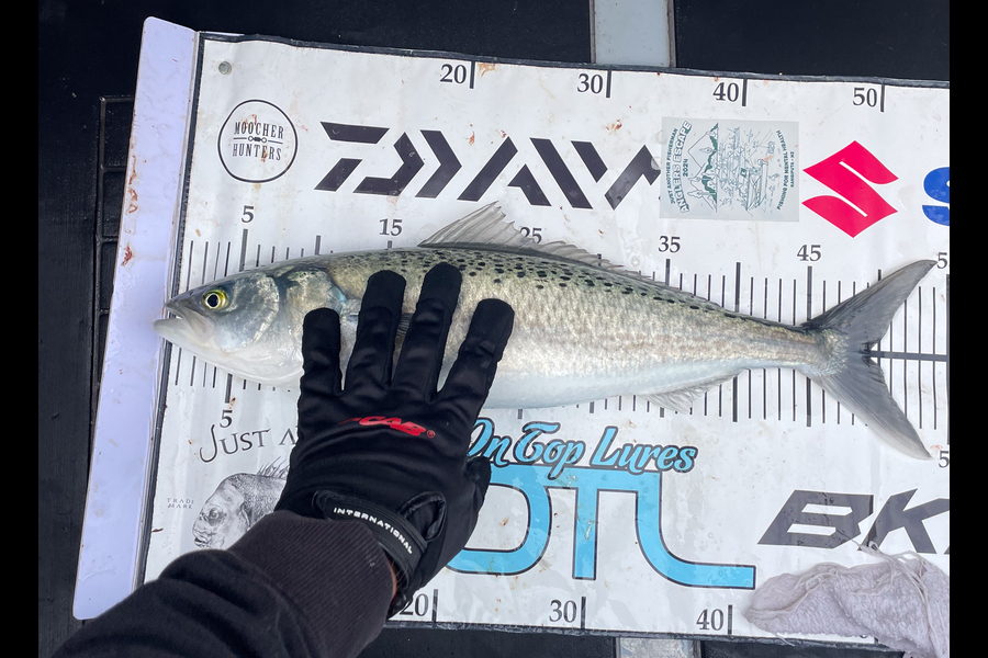 Jereme Aubertin  caught this 49.0cm Kahawai at Northland during The Export NZ Fishing Competition