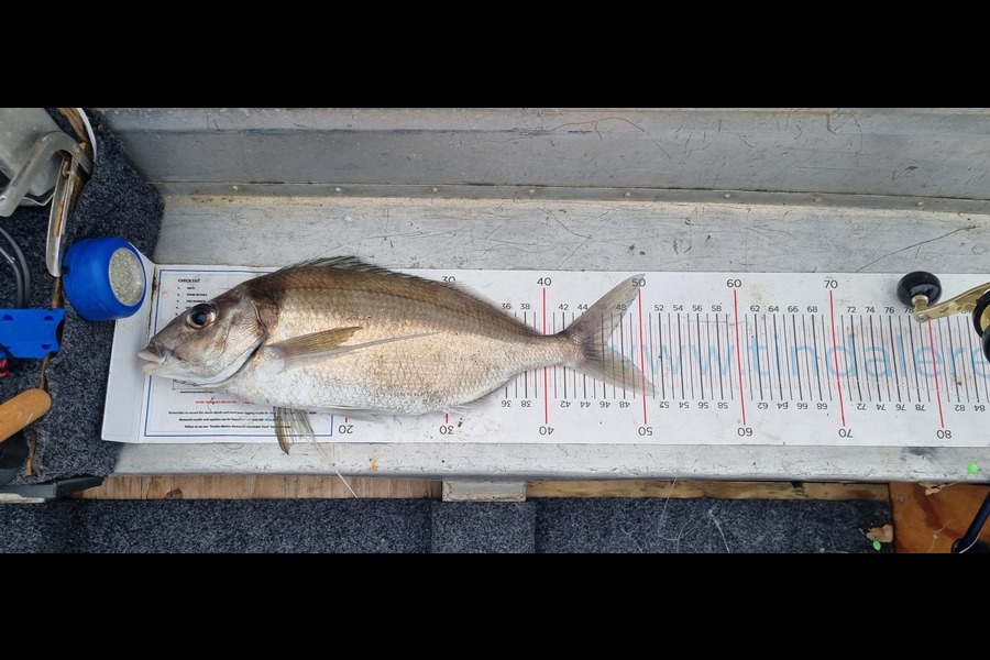 Richie Rayner caught this 46.5cm Tarakihi at Canterbury during The Export NZ Fishing Competition