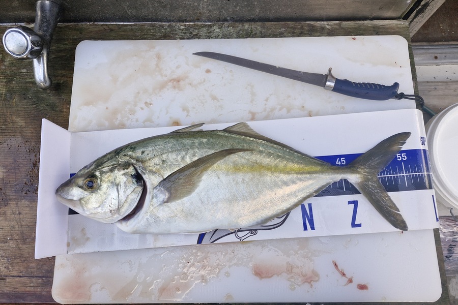 Dave Lean caught this 50.5cm Trevally at Northland during The Export NZ Fishing Competition