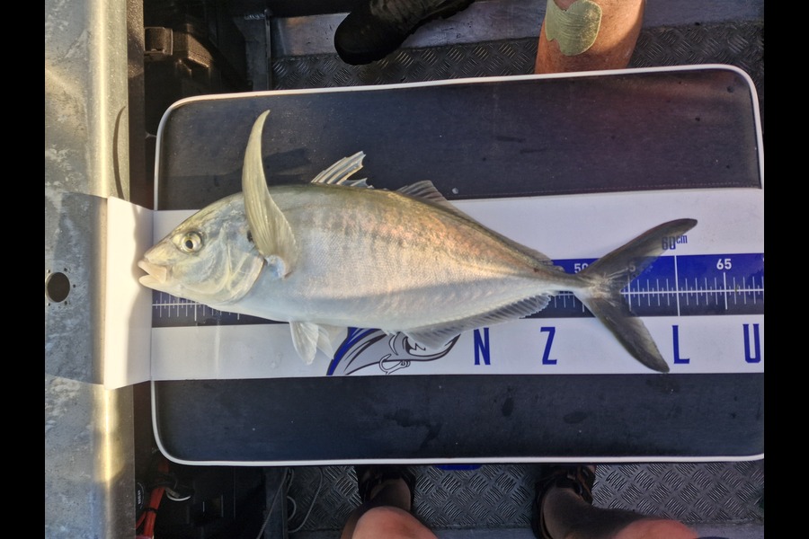 Dave Lean caught this 54.0cm Trevally at Northland during The Export NZ Fishing Competition