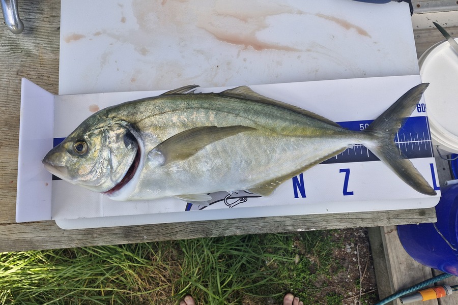 Dave Lean caught this 54.0cm Trevally at Northland during The Export NZ Fishing Competition