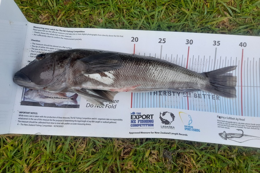 Andrew Straker caught this 39.0cm Blue Cod at Bay of Plenty during The Export NZ Fishing Competition