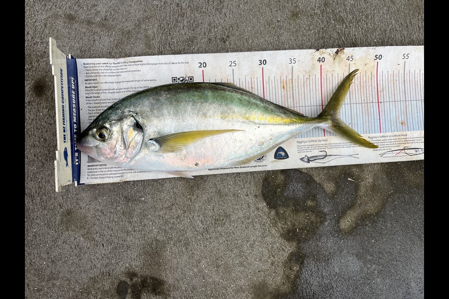 Mikey Moses caught this 42.5cm Trevally at Coromandel during The Export NZ Fishing Competition